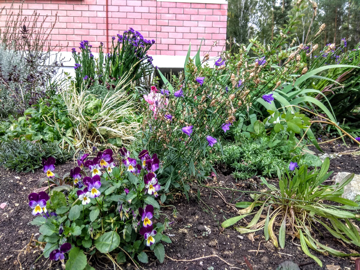 Цветы на Цветаевой: сиреневая часть миксбордера. Фиалки радуют обильным цветением все лето, почти не требуя ухода. Фото автора  