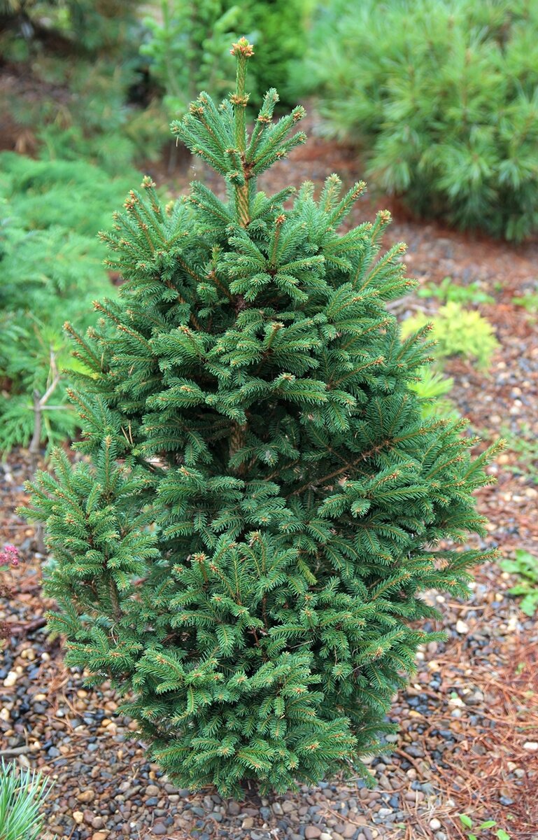 Карликовая ель для сада фото и названия Ель европейская (Picea abies), карликовые декоративные сорта Декоративные древес
