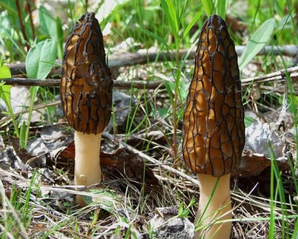 Morchella conica