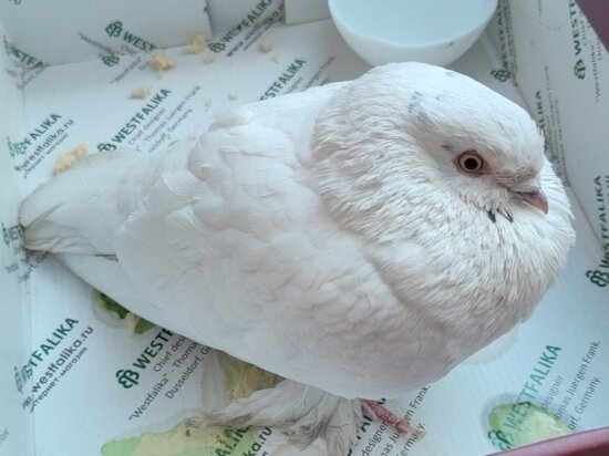     «АиФ-Новосибирск» / предоставлено героиней публикации