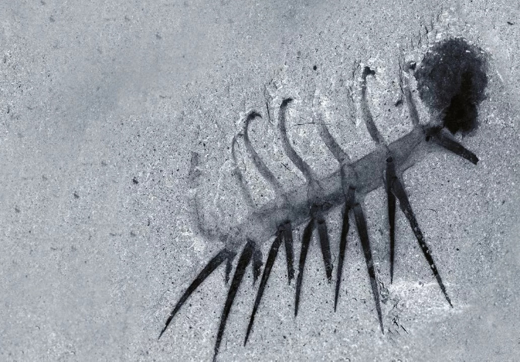 Образец галлюцигении, который нашёл Уолкотт, и с которого Моррис реконструировал животинку.