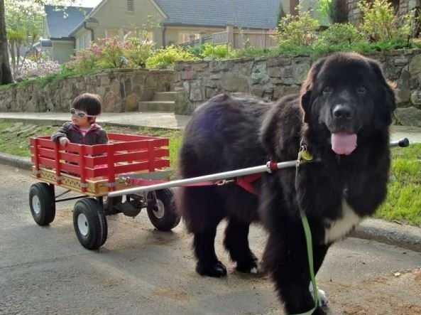      Чистокровный ньюфаундленд не имеет агрессии.