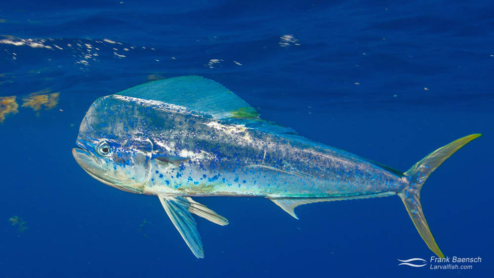 То самое бело-синее платье, если бы оно было рыбой. 