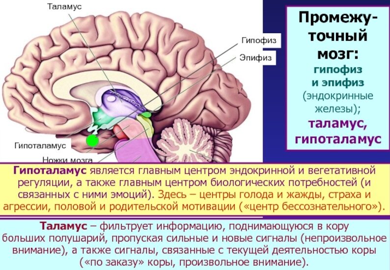 17 простых и надёжных способов повысить потенцию без таблеток