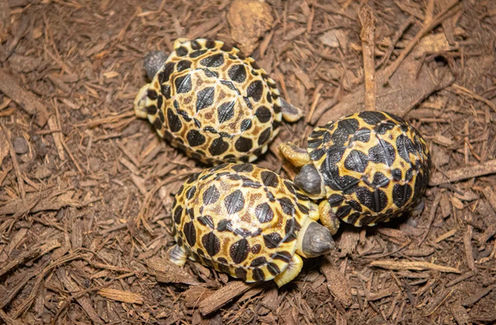 Детеныши лучистой черепахи. Фото: Houston Zoo