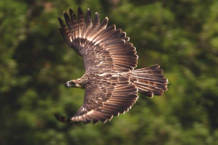 Филиппинский орел © Getty Images