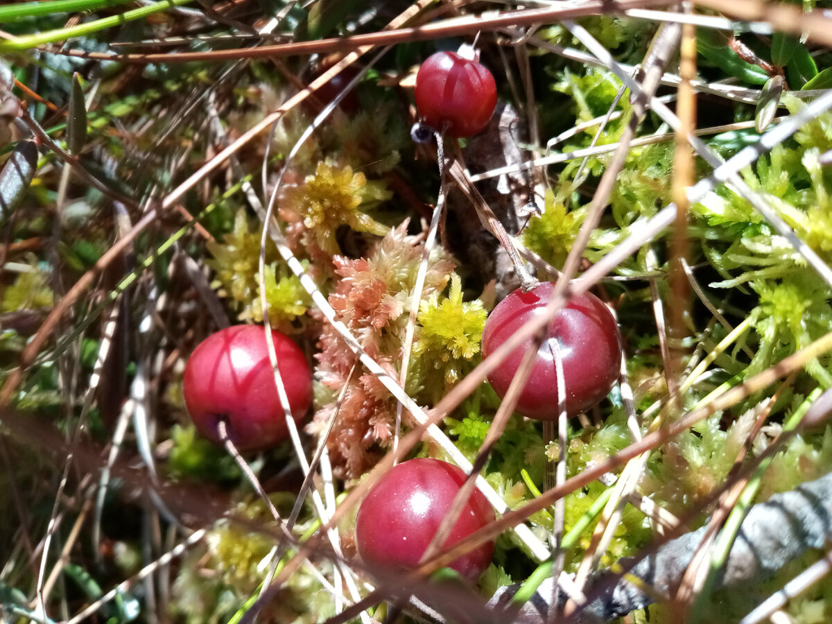 Клюква на болоте, фото автора