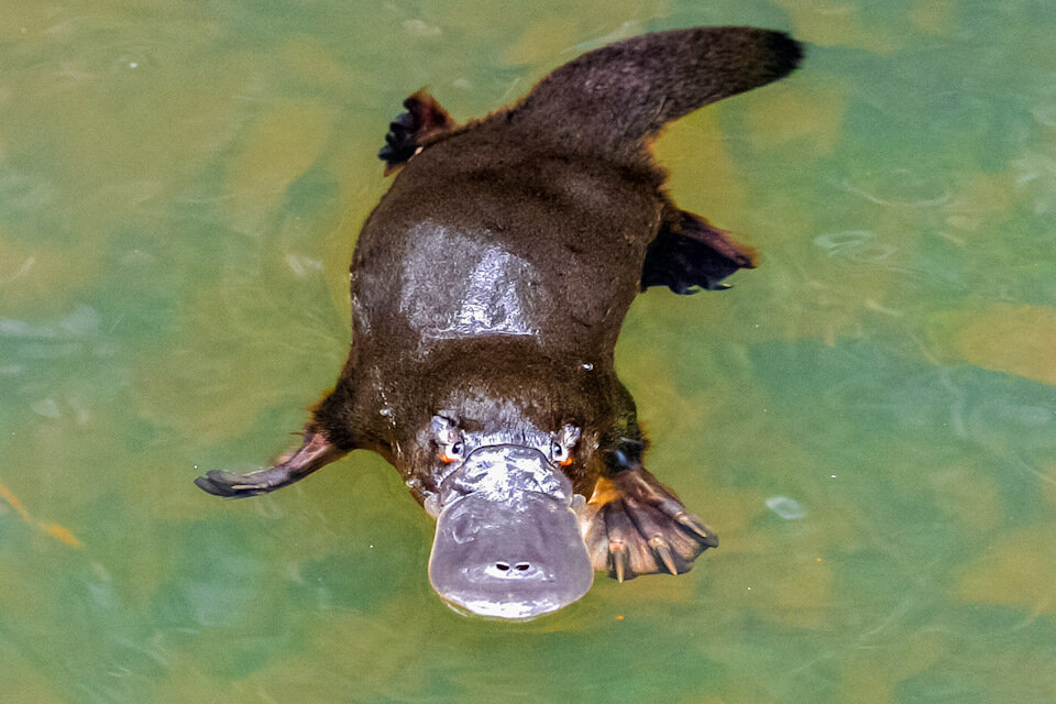 Люблю поплавать.