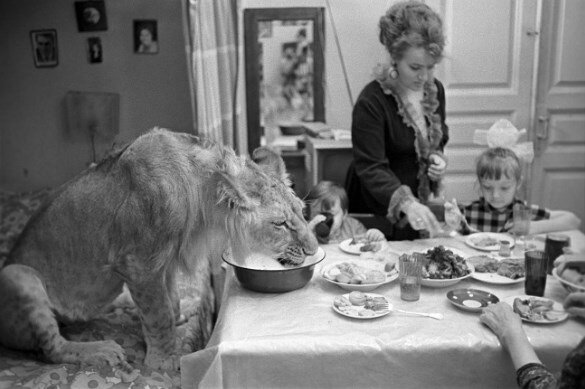 Знаменитый завтрак со львом