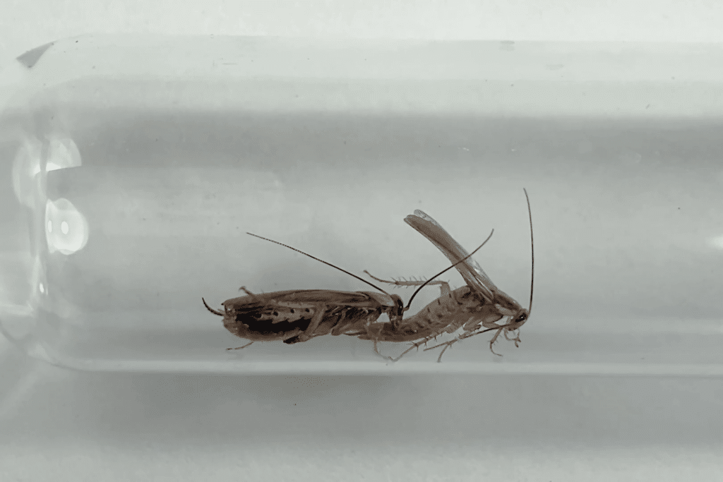    Спаривание тараканов Blattella germanica / © doi/10.1098/rspb.2022.2337
