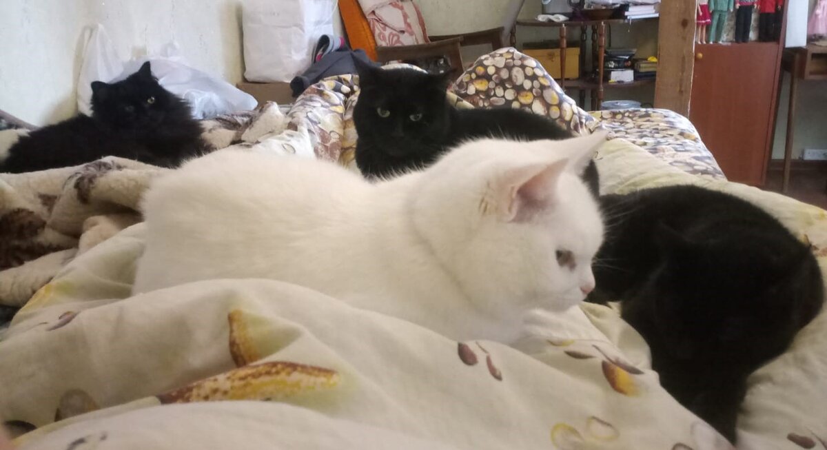 Белая Йода и три чёрные кляксы: Морель, Рысь и Макошь. Остальные где-то тусуются - видимо, потому что в чёрно-белую компанию не вписываются :)