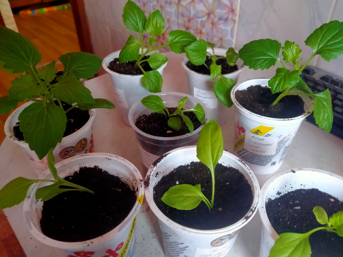 В отдельных стаканах уже не смотрится зарослями, но все же. Кстати, хорошо видно как отличаются сорта - у помпонной более плотные и темные листья.