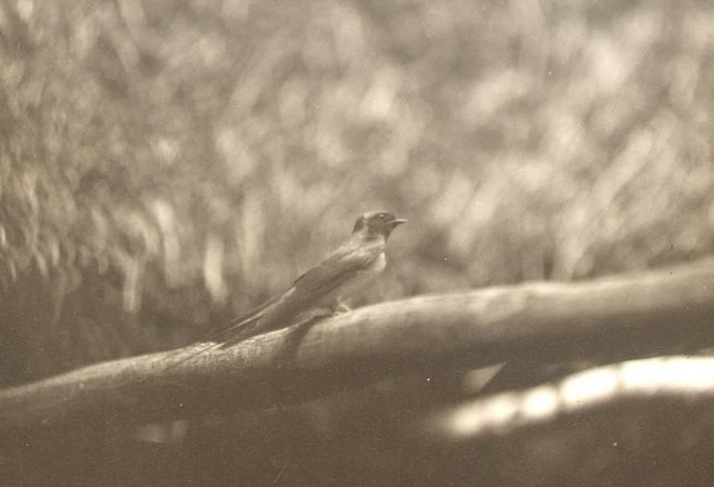 Василий Улитин сделал эту фотографию в 1930 году и запечатлел на ней, по-видимому, деревенскую ласточку / МАММ 