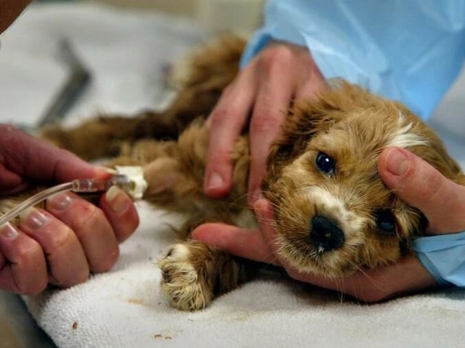    Власти Нефтеюганска предупреждают о чумке среди животных