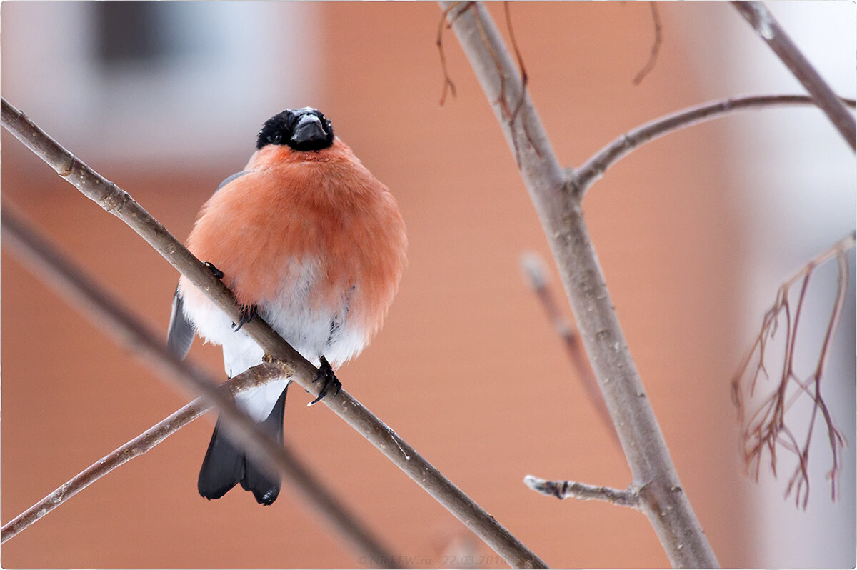 Юрок птица. Снегири вылетели из лесной чащи и появились в садах и огородах. Снегирь фото. Снегирь ареал. Пара снегирей картинки.