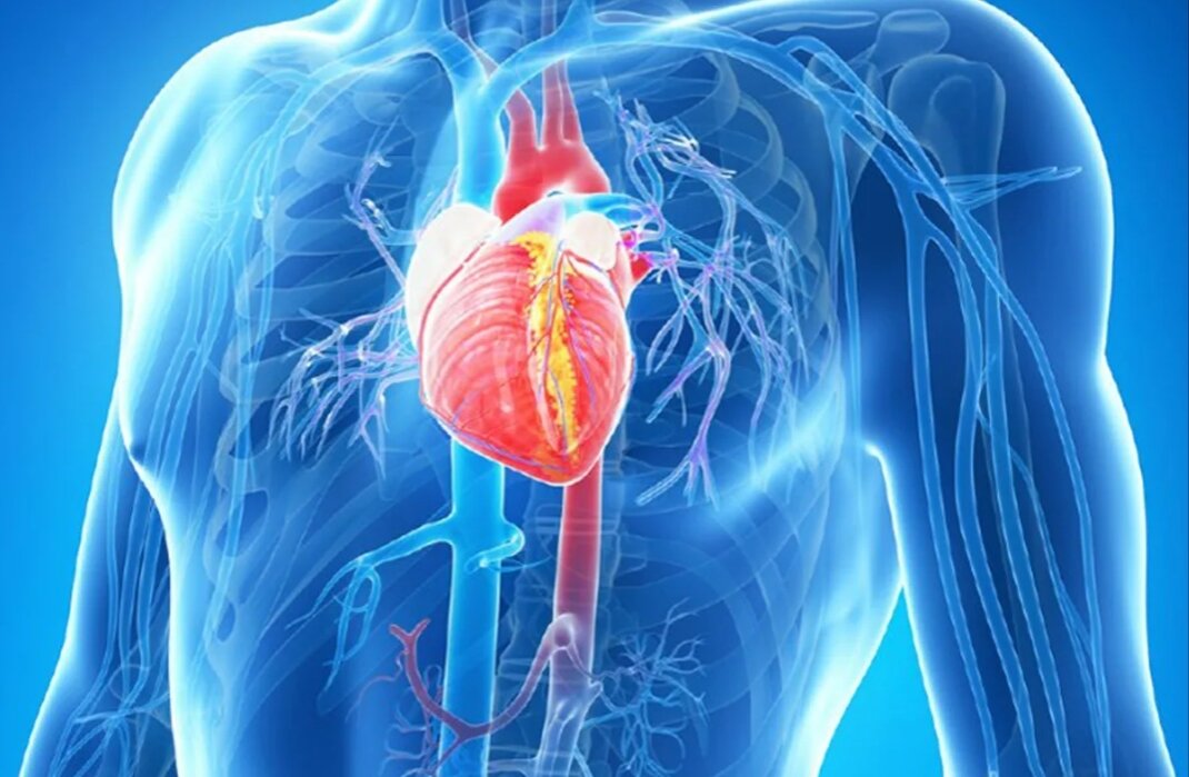 Способы укрепления сердечной мышцы
