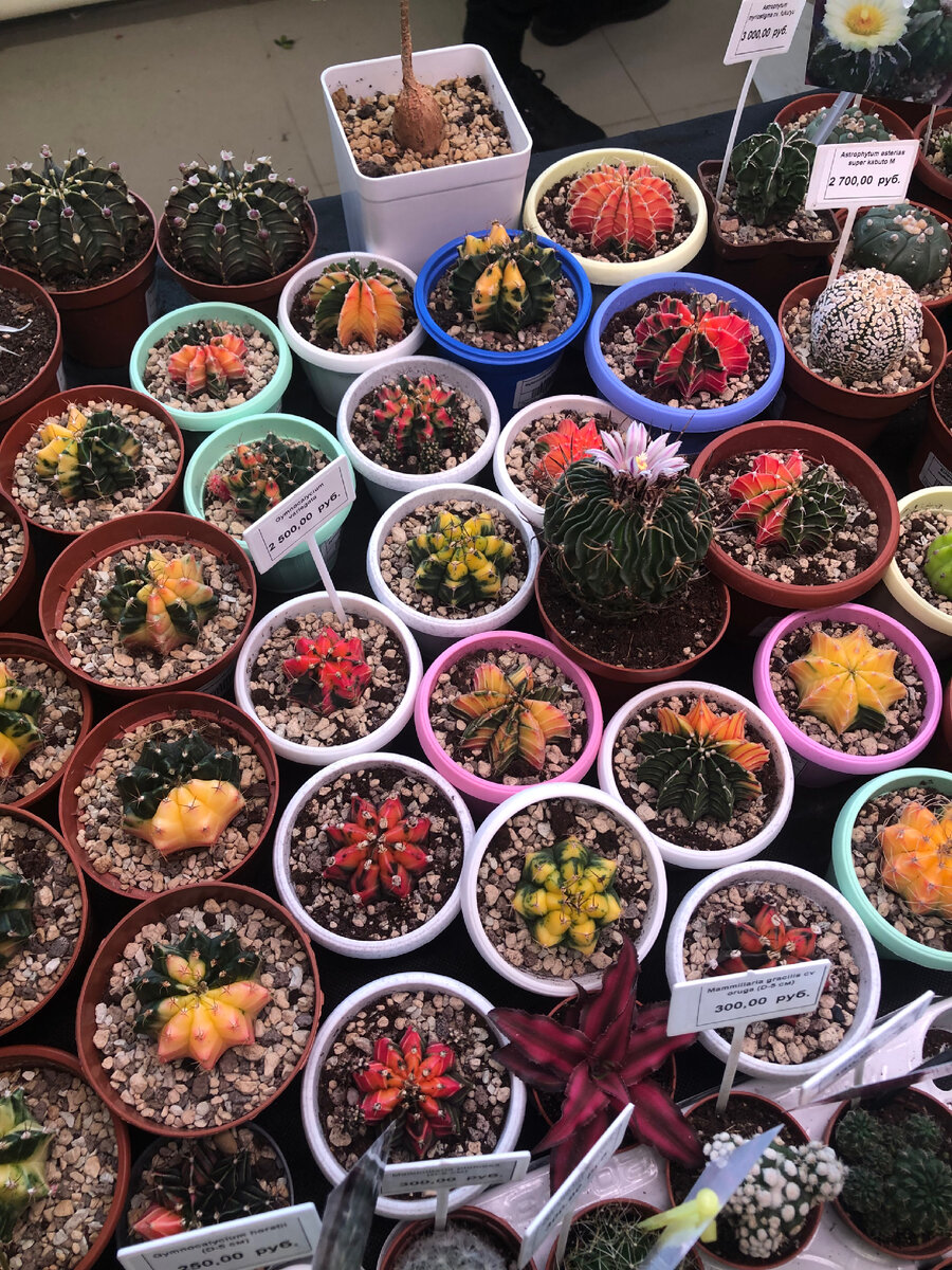 Вариегатные кактусы