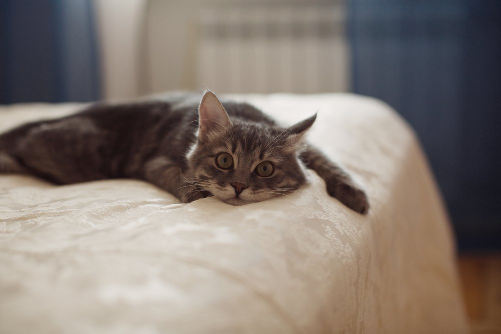 Почему кошки любят спать с хозяевами на кровати? | По чуть-чуть о разном |  Дзен