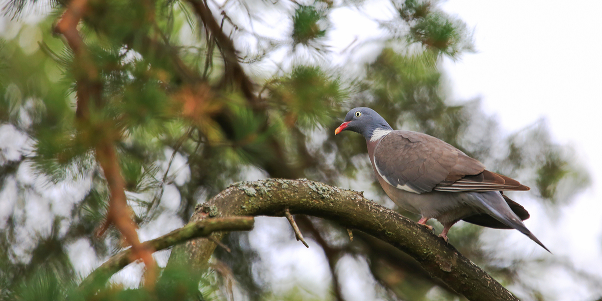 Вяхирь. Пресс-служба Департамента природопользования и охраны окружающей среды