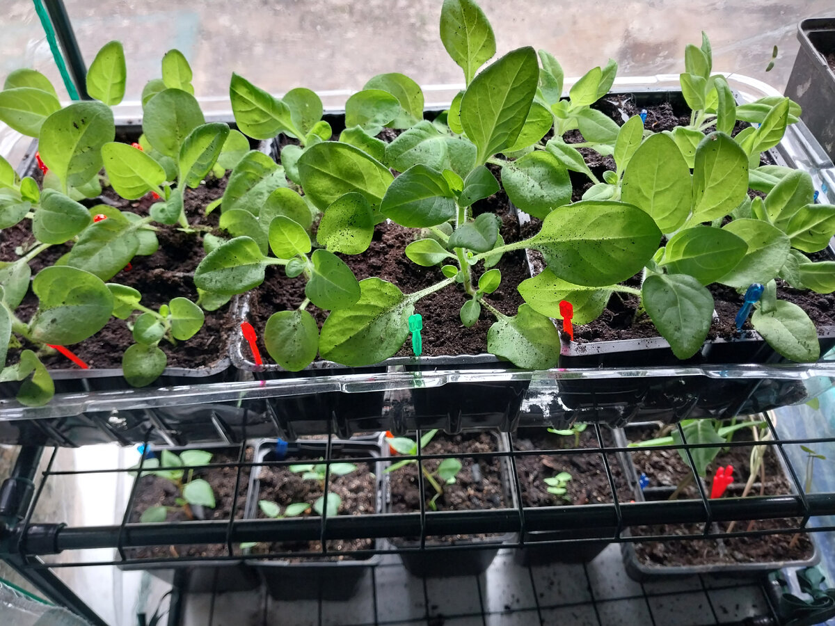 Моя рассада петуньи