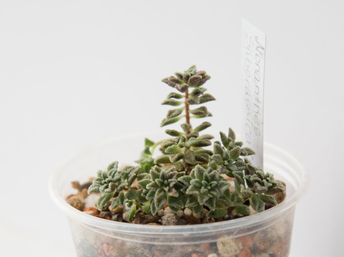 Monanthes subcrassicaulis, такой был, очень нравился, в определенных условиях до фиолетового мог окрашиваться