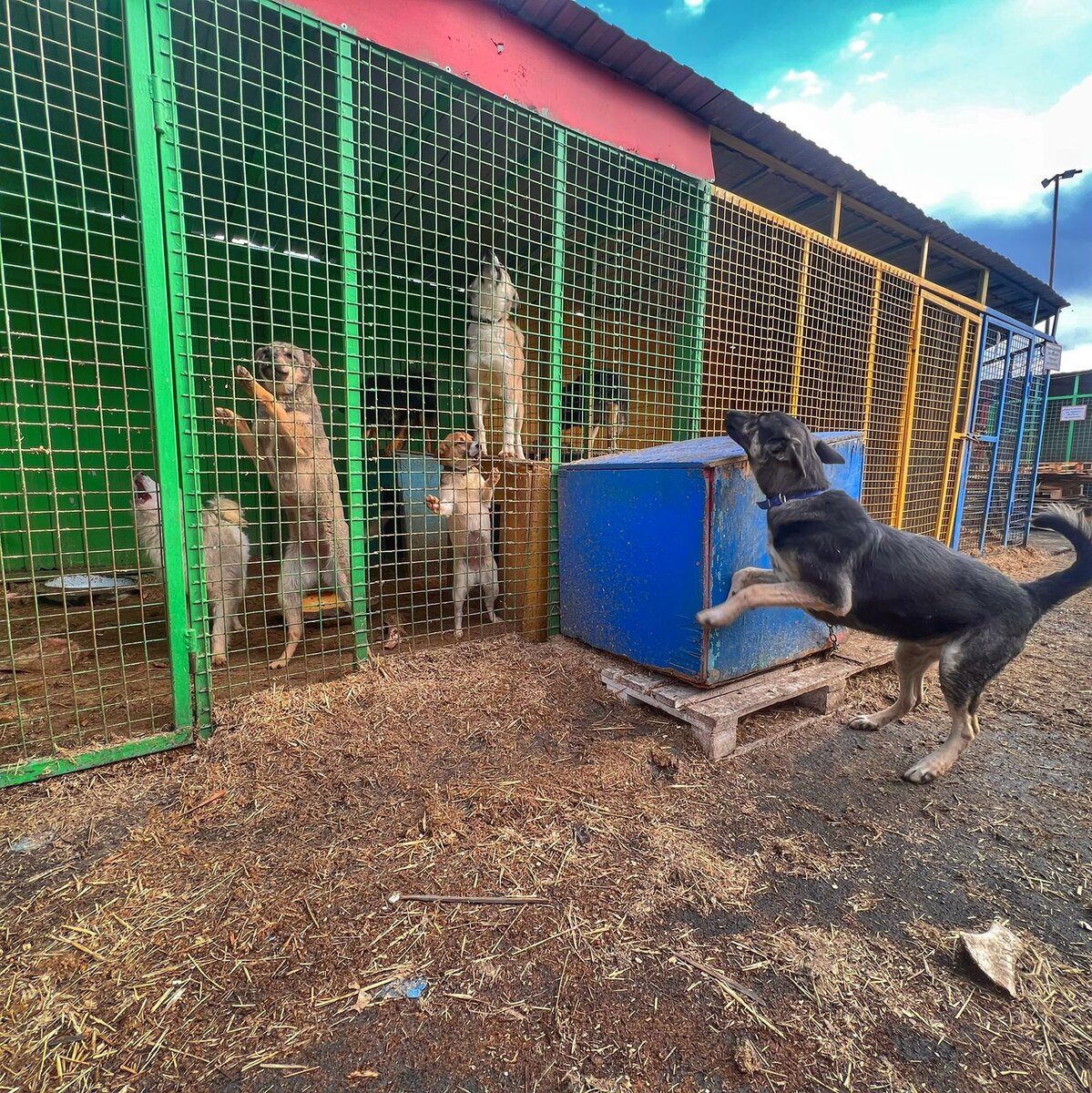 приют для животных лапки. приют для животных хвосты. владимир седельников омск. приют для животных хвосты. немецкий приют для животных.