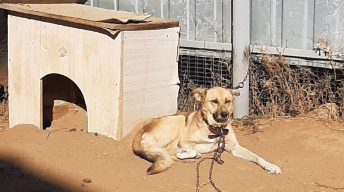 В притчах образы животных всегда символизируют людей, их поступки и состояния