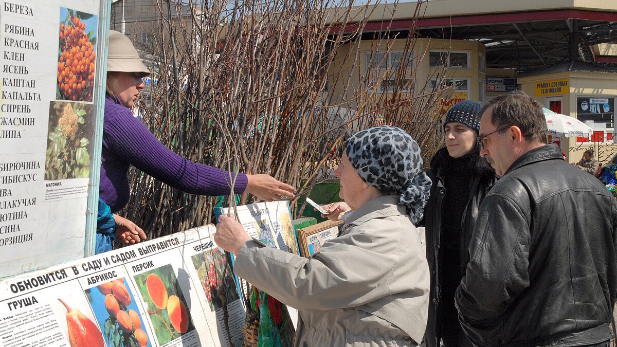    К покупке саженцев нужно подходить очень внимательно