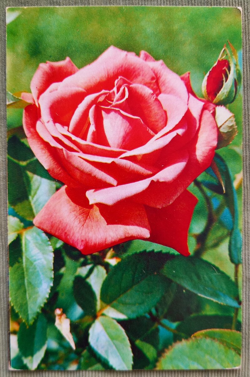 Советские розы. Советские открытки с розами.
