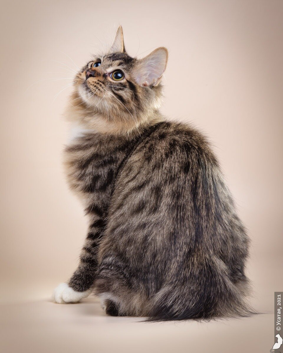 Gardemarin Antonio Gaudi