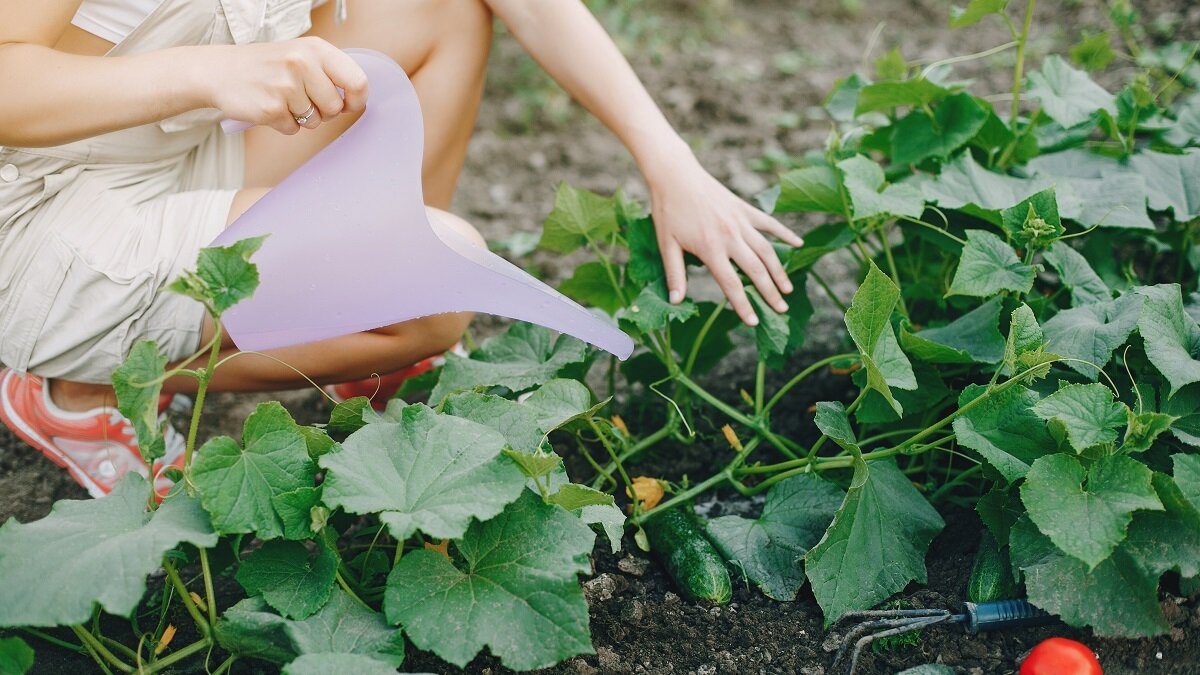   Чем лучше поливать грядки в саду