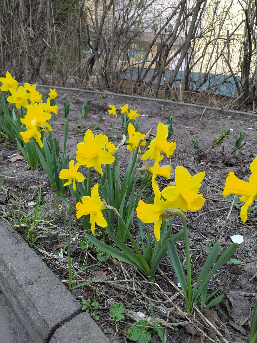 Фото автора. Нарциссы