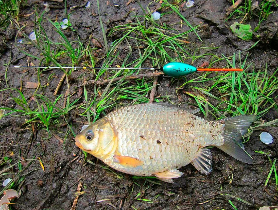 Ловля карася на поплавочную снасть. Источник фото ulovanet.ru