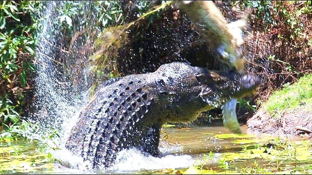 Крокодил Густав