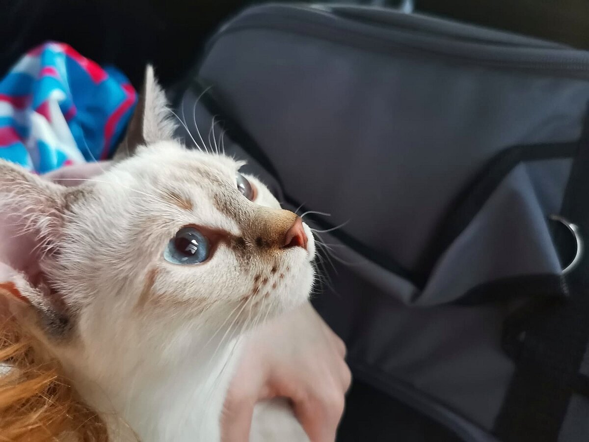 Пайпер едет домой