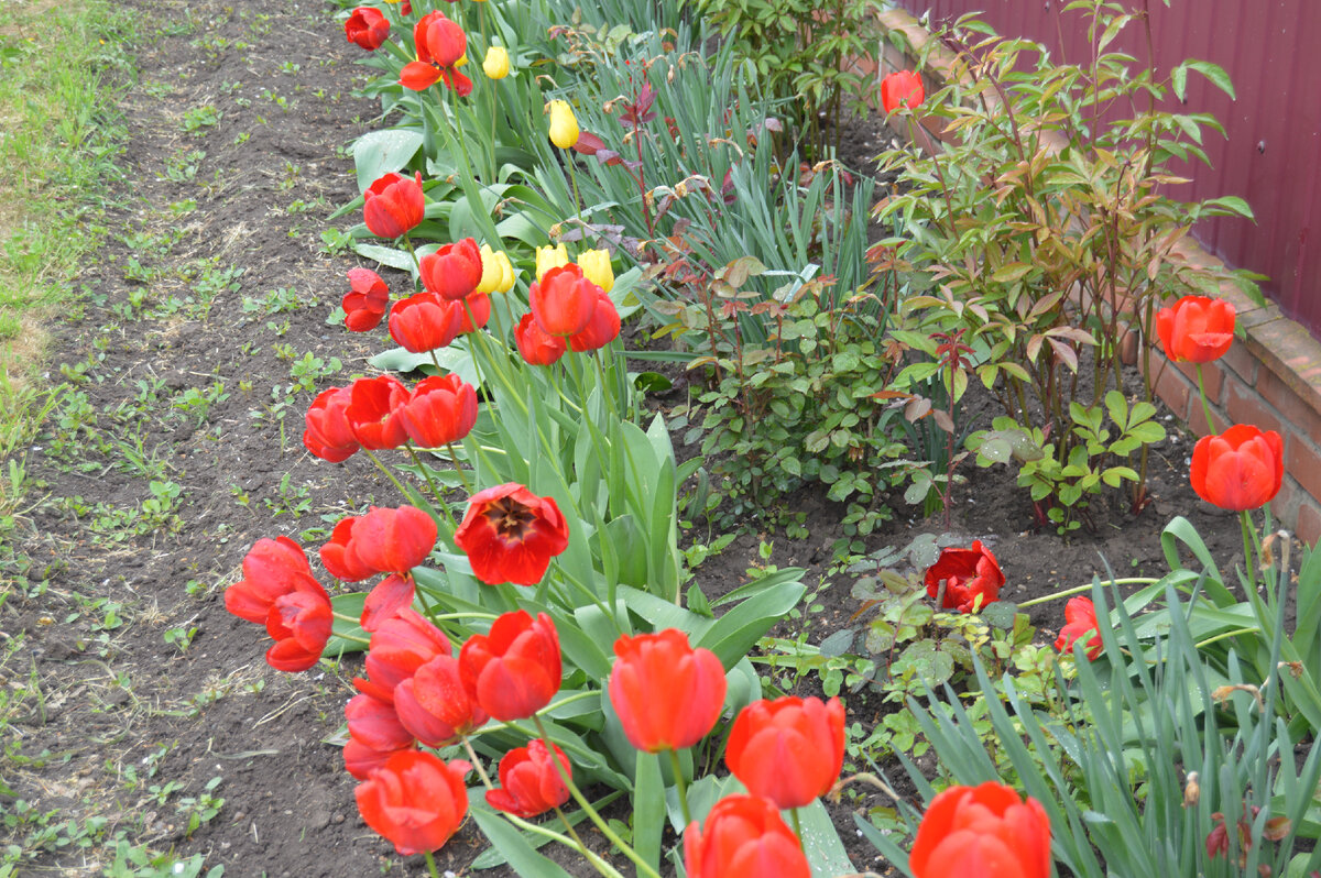 Фото автора. Цветут тюльпаны. Станица. Апрель 2023.