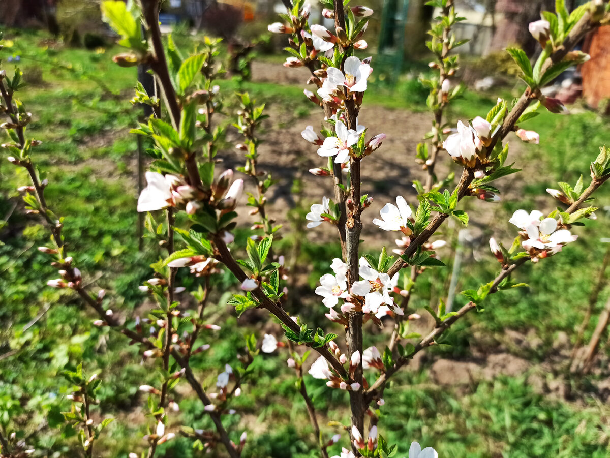 Фото автора. А сегодня уже цветы
