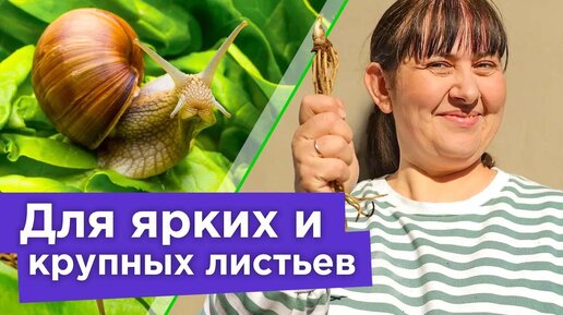 Download Video: Чем подкормить хосты весной, чтобы кусты были пышные? Защита от слизней и посадка хост весной