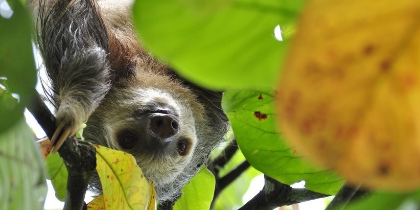    Ленивец в природной среде обитания.Pixabay