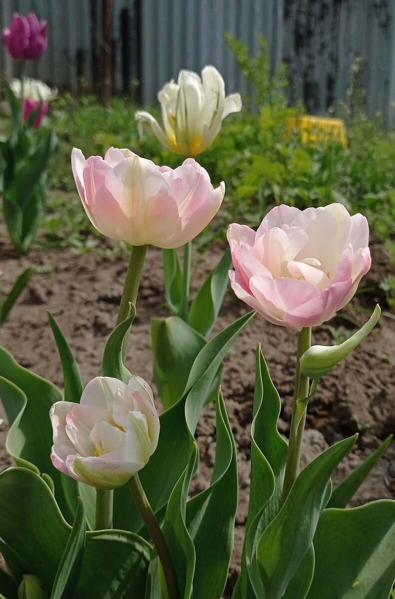 Тюльпан Ап стар из ФП