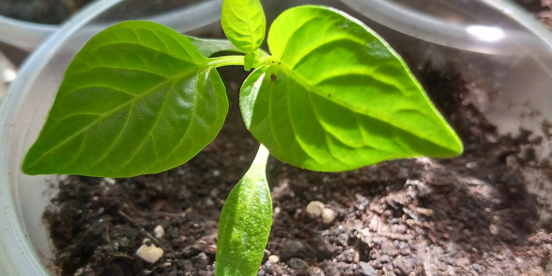 Проверила, можно ли заглублять рассаду перца при пикировке: что выяснила. И что говорят мудрые садоводы: когда заглубление перцу не полезно