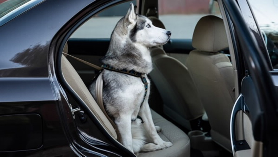 Источник: https://auto.mail.ru/