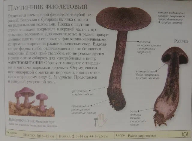 Паутинник триумфальный или жёлтый: когда собирать и можно ли есть?