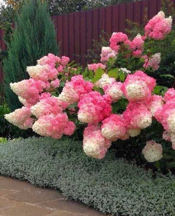 Ясколка у подножия метельчатой гортензии "Ванила Фрайз"