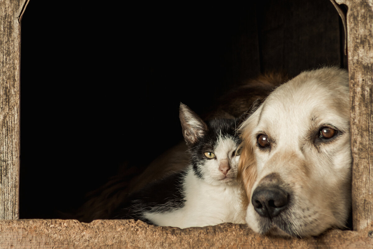 <a href="https://ru.freepik.com/free-photo/closeup-shot-of-the-snouts-of-a-cute-dog-and-a-cat-sitting-cheek-to-cheek_11061721.htm#query=%D1%81%D0%BE%D0%B1%D0%B0%D0%BA%D0%B8%20%D0%B8%20%D0%BA%D0%BE%D1%88%D0%BA%D0%B8&position=8&from_view=search&track=ais">Изображение от wirestock</a> на Freepik
