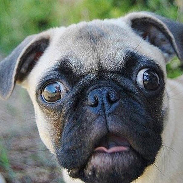 Парамоша испуган