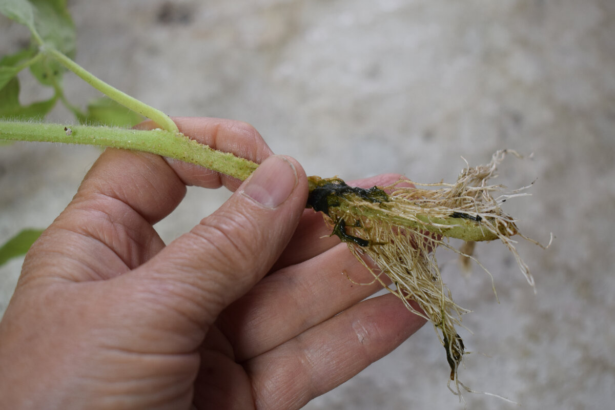 по всему стволу быстро отрастают корни(фото автора)