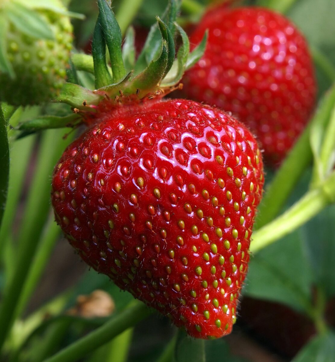 Ждём ягодки