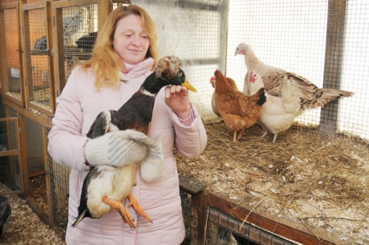    Передается через мясо и яйца. Ветврач о вирусе птичьего гриппа