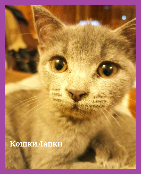 Наши домашние животные - кошечка Бэлль, 1.5 месяца